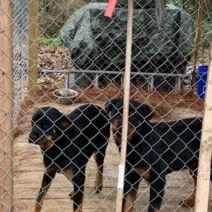 Meet your Posher, Deangelo